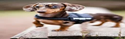 Miniature Dachshund dogs for sale: 1 girl ready now, KC, health tested,PRA clear - Advert 8