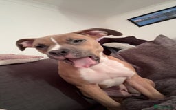 Mixed Breed dogs for sale: Angel - Staffordshire bull terrier cross boxer - Image 6