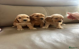 Cocker Spaniel dogs for sale: Kc reg show type cocker spaniels  - Image 11