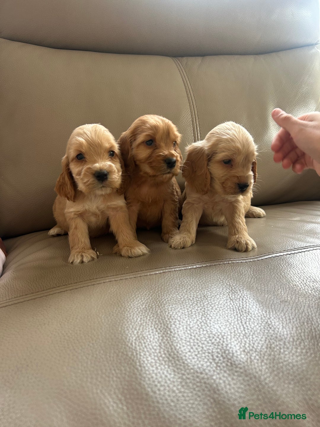 Cocker Spaniel dogs for sale: Kc reg show type cocker spaniels  - Image 11