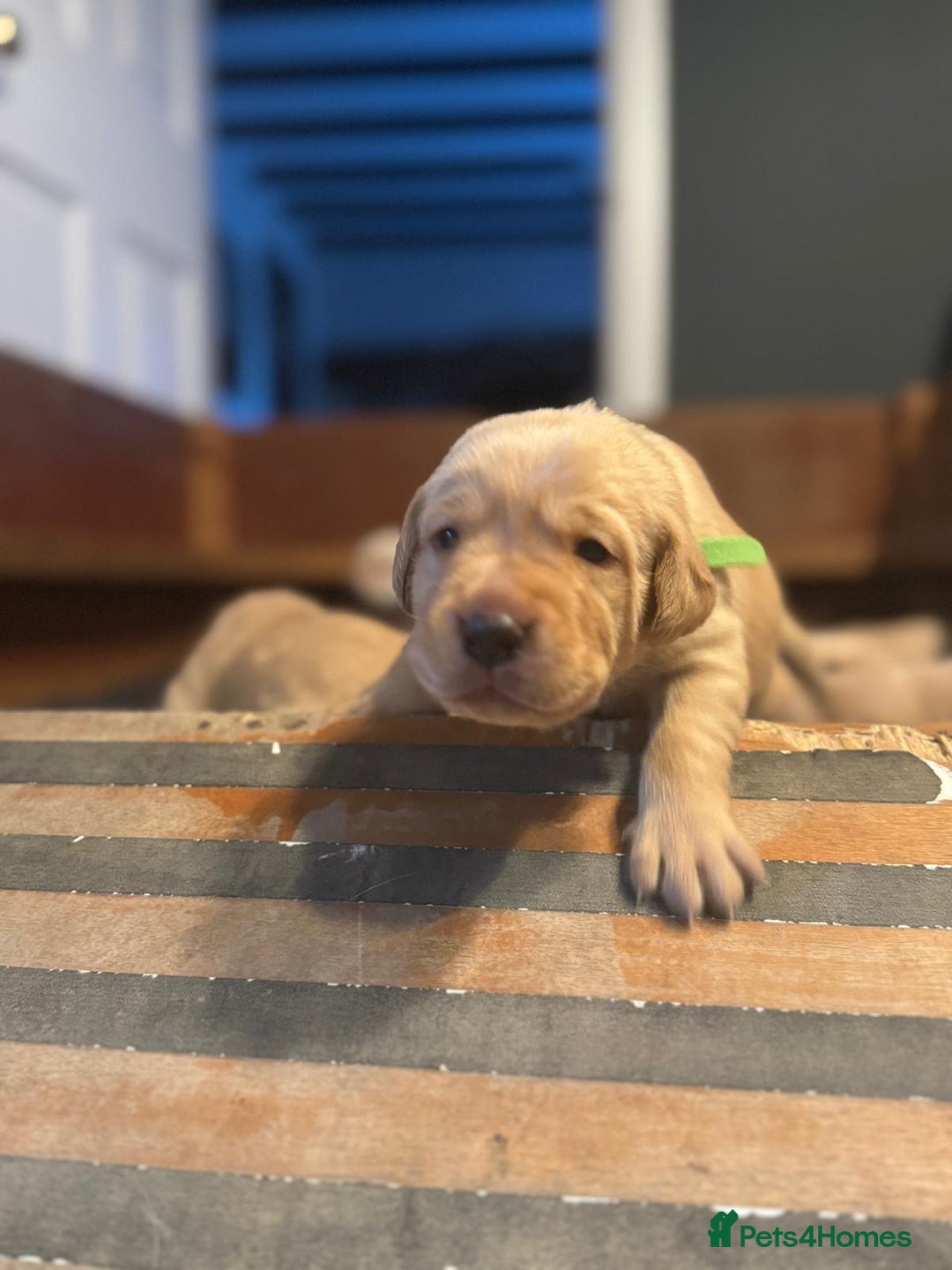 Labrador Retriever dogs for sale: Labrador Retrievers For Sale - Image 11