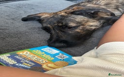 Belgian Shepherd Dog dogs for sale: Rehoming our pup Milo  - Image 6