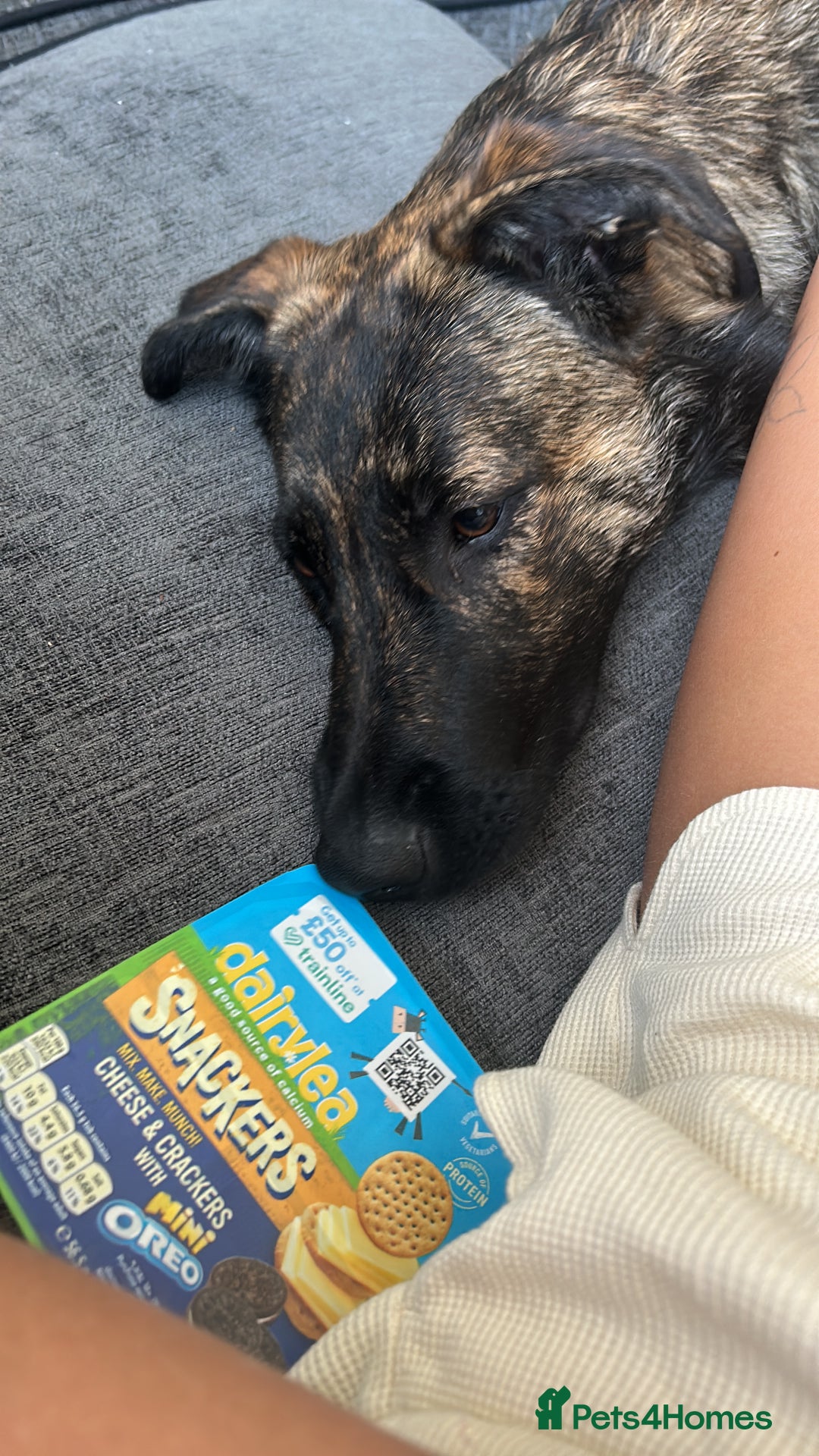 Belgian Shepherd Dog dogs for sale: Rehoming our pup Milo  - Image 6