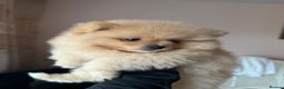 Pomeranian dogs for sale: Female pedigree Pomeranian ready now - Advert 1