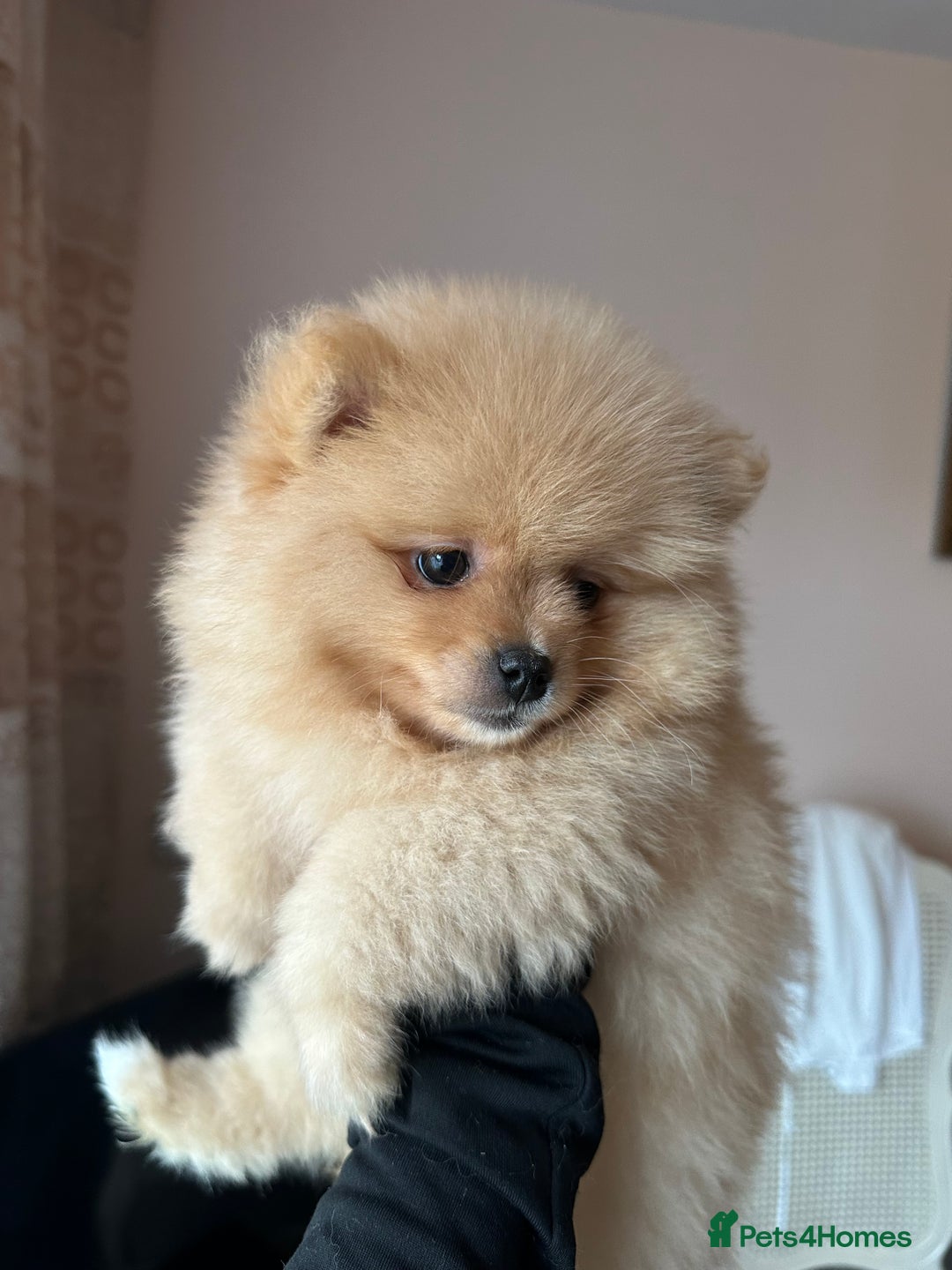 Pomeranian dogs for sale: Female pedigree Pomeranian ready now - Advert 1