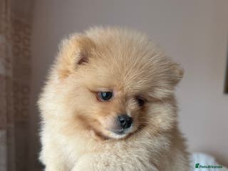 Pomeranian dogs Female pedigree Pomeranian ready now - Advert 1