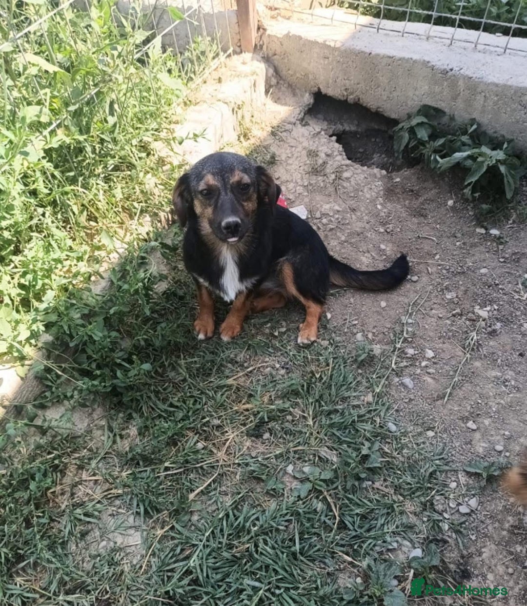 Mixed Breed dogs for adoption: Chilli - Norwich Norfolk  - Image 7