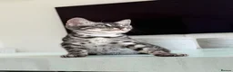 Bengal cats for sale: TICA Pedigree Bengal Girl in Silver 🖤🤍 - Advert 13