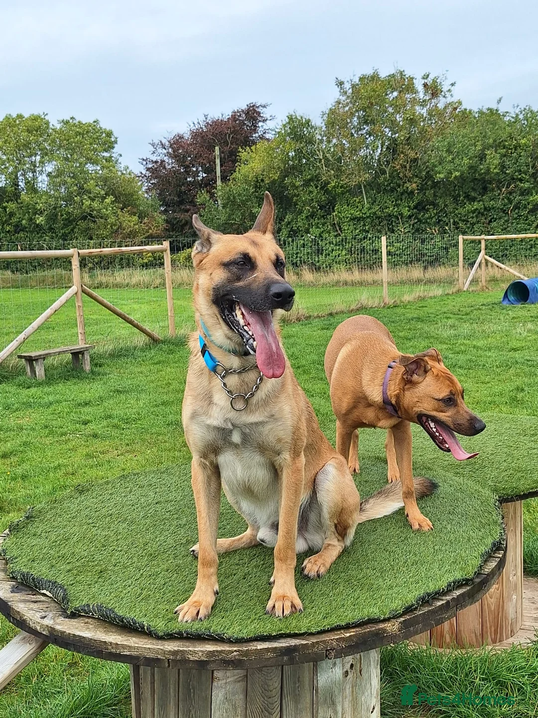 Belgian Shepherd Dog dogs for sale: Belgian Malinois cross puppies for sale.  - Advert 3