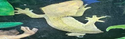 Gecko reptiles for sale: Large selection of lizards available for rehome - Advert 15