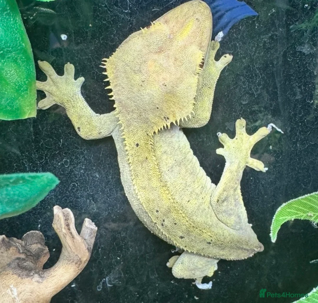 Gecko reptiles for sale: Large selection of lizards available for rehome - Advert 15