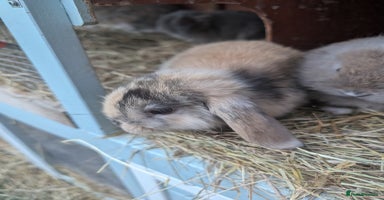 Mini Lop rabbits - Advert 9