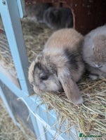 Mini Lop rabbits - Advert 2