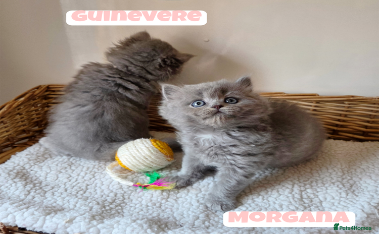 British Shorthair cats - Advert 16