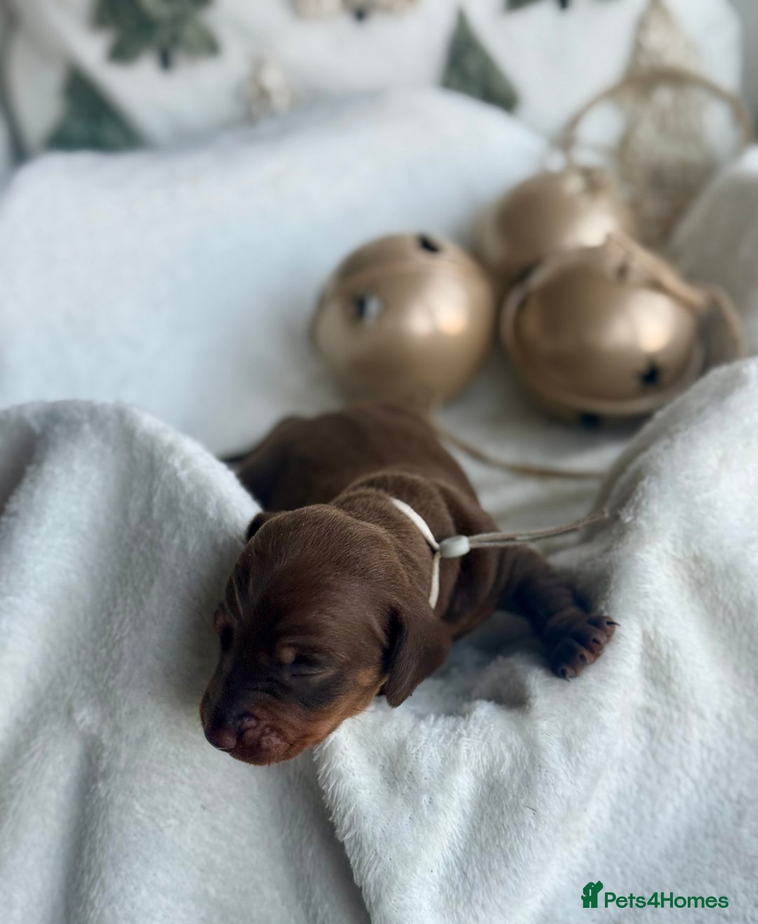 Miniature Dachshund dogs for sale: Kc reg choc tweed dapple & choc n tan  - Advert 7
