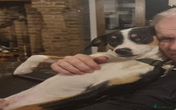 Mixed Breed dogs for adoption: Harry the small cheeky boy  - Image 2