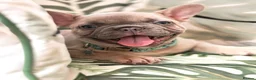 French Bulldog dogs for sale: French bulldog  - Advert 5