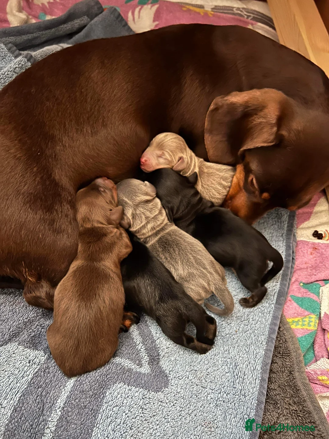 Miniature Dachshund dogs for stud: Tiny Piebald Stud with Free Ovulation Testing  in Stockton-on-Tees - Advert 6