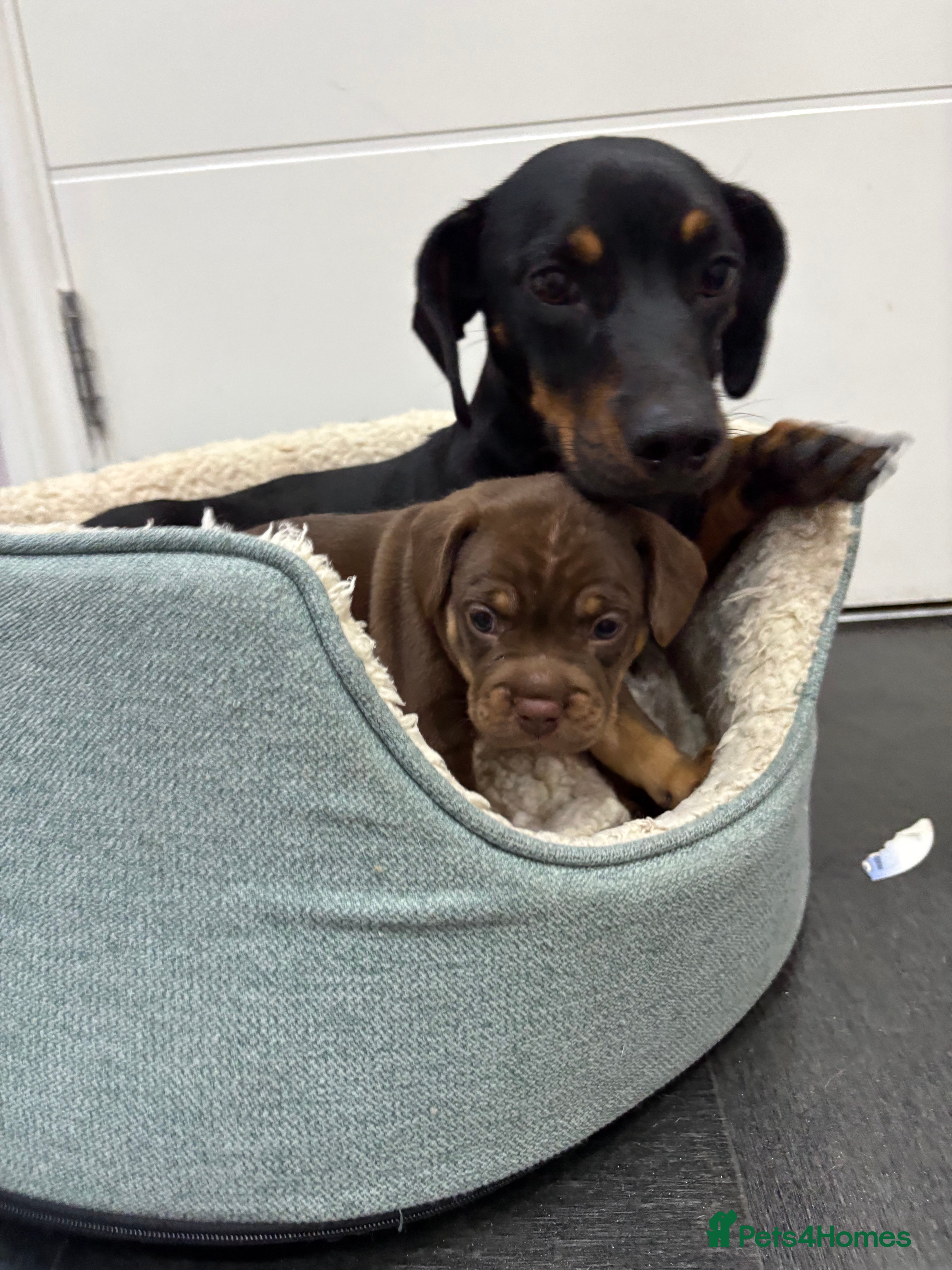 Mixed Breed dogs 3/4 French Bull Dog puppies  - Advert 8