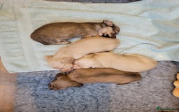 Miniature Dachshund dogs for sale: Beautiful cream KC mini long haired dachshunds  - Image 3