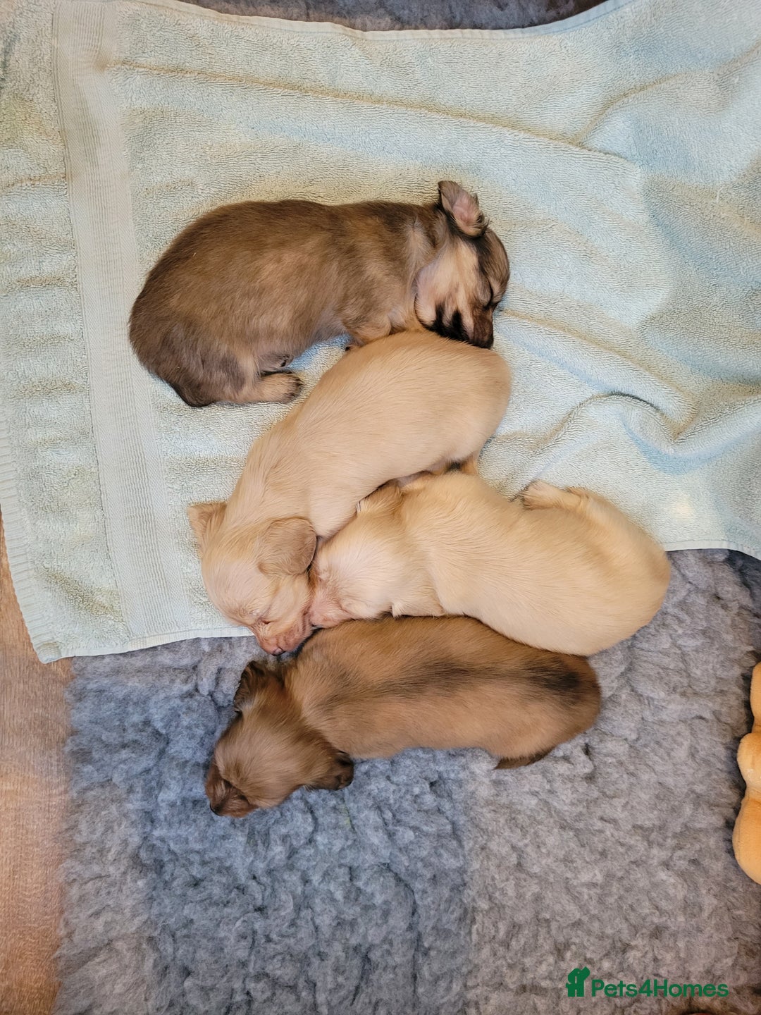 Miniature Dachshund dogs for sale: Beautiful cream KC mini long haired dachshunds  - Image 3