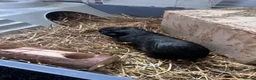 Guinea Pig rodents for sale: 2 x Male Guinea Pigs — Full Setup Included 🐾 in West Bromwich - Advert 5