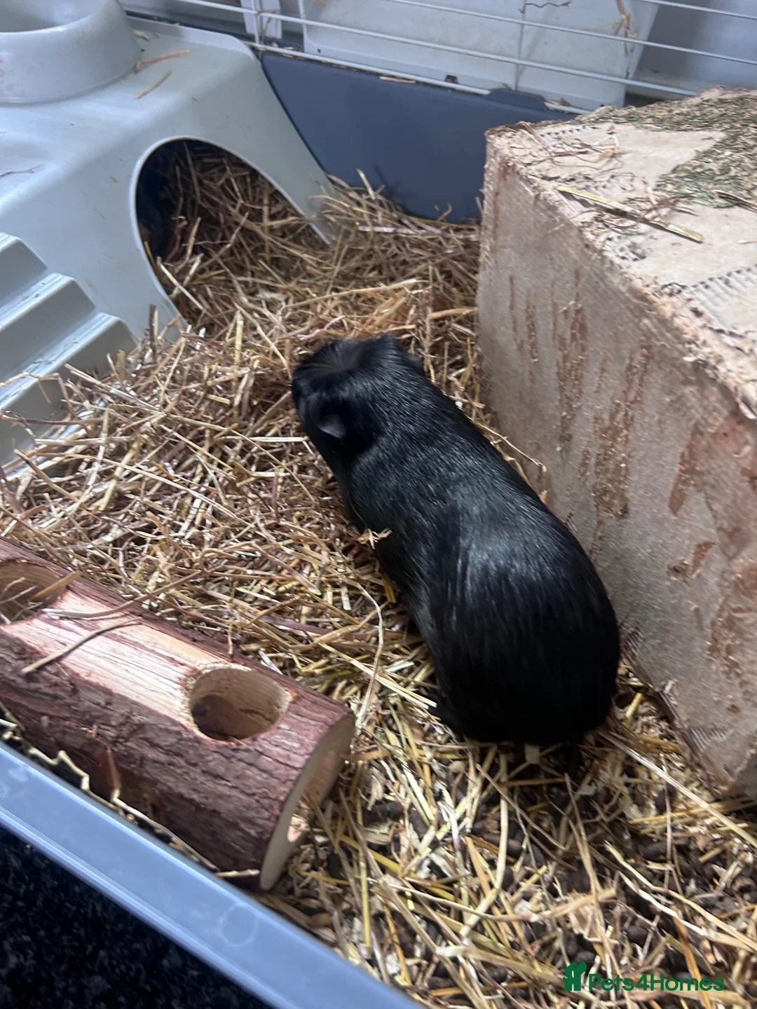 Guinea Pig rodents for sale: 2 x Male Guinea Pigs — Full Setup Included 🐾 in West Bromwich - Advert 5