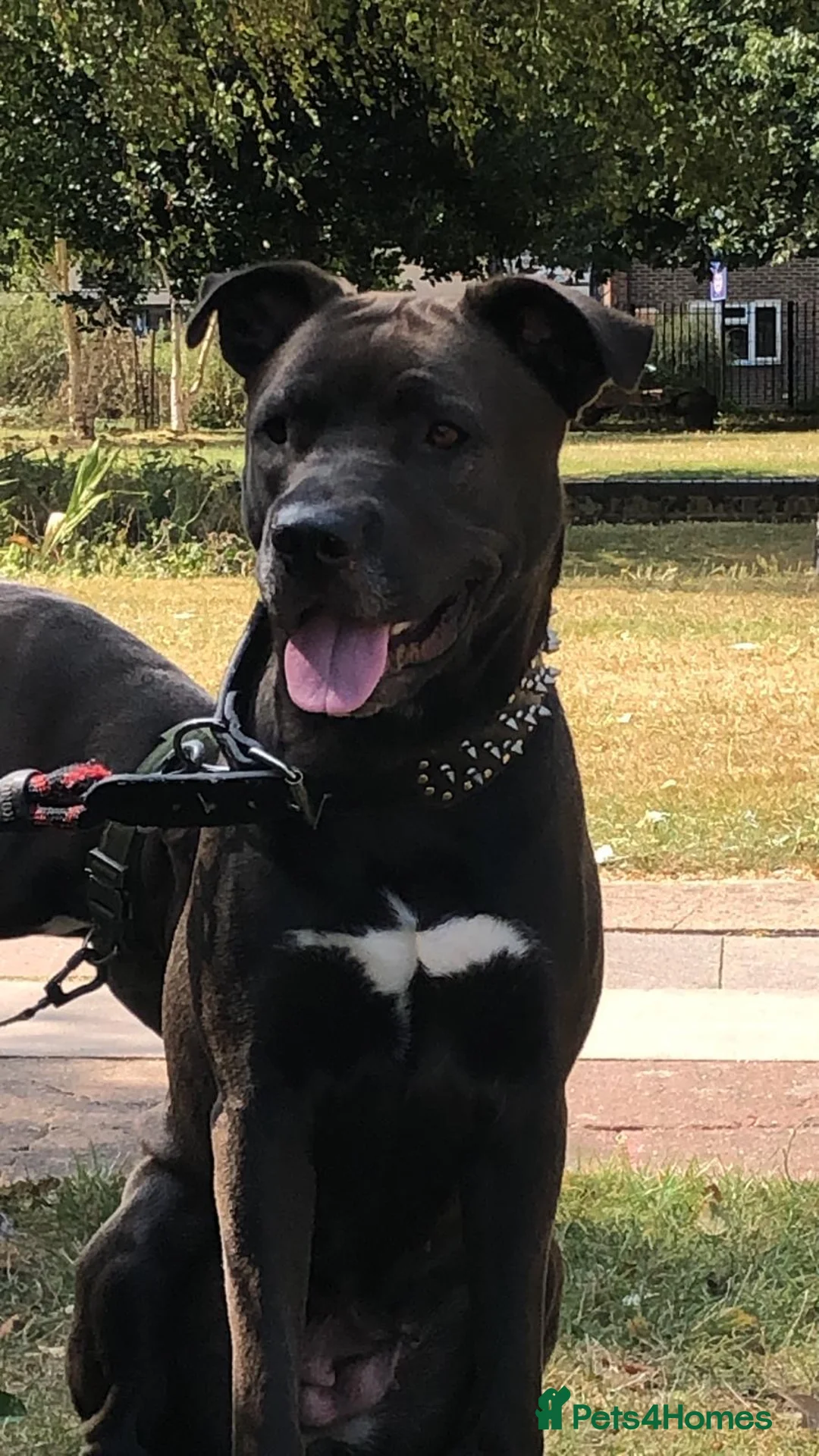 Mixed Breed dogs for sale: 2 Gorgeous Staffy x Husky Girls Ready 4 lovinghome - Advert 1