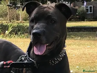 Mixed Breed dogs 2 Gorgeous Staffy x Husky Girls Ready 4 lovinghome - Advert 10