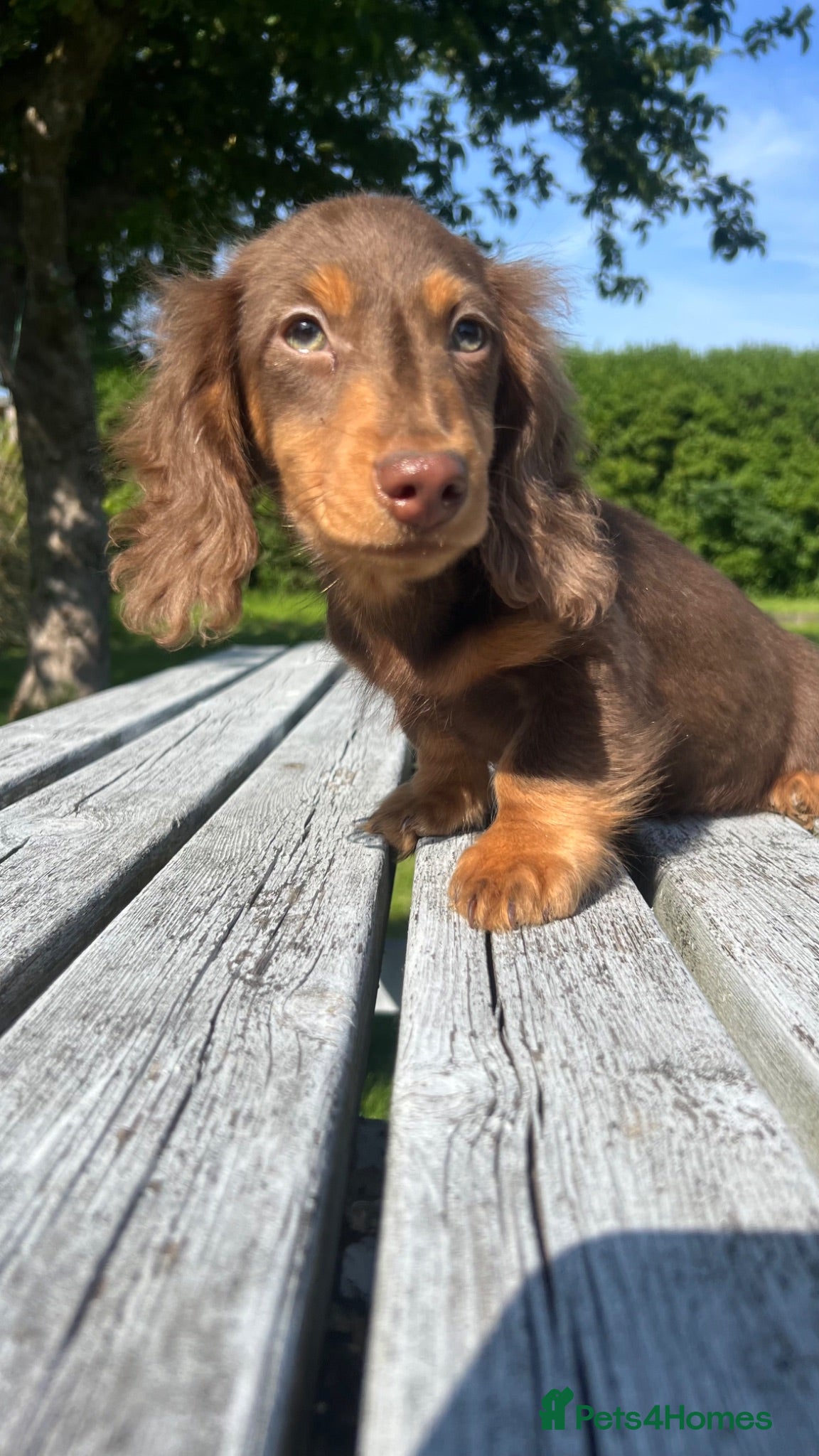 Miniature Dachshund dogs Reduced Price - Beautiful Longhair Boys Available - Advert 16