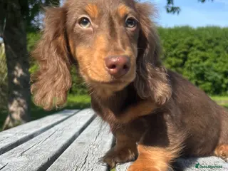 Miniature Dachshund dogs Reduced Price - Beautiful Longhair Boys Available - Advert 1