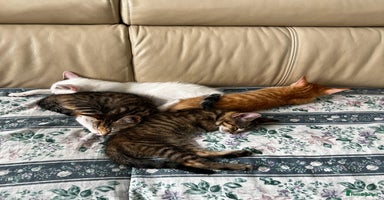 American Shorthair cats - Advert 13