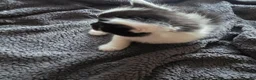 Mixed Breed cats for sale: Cute kittens are looking for a loving home  - Advert 4