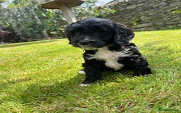 Cockapoo dogs for sale: Cockerpoo puppies  - Image 4