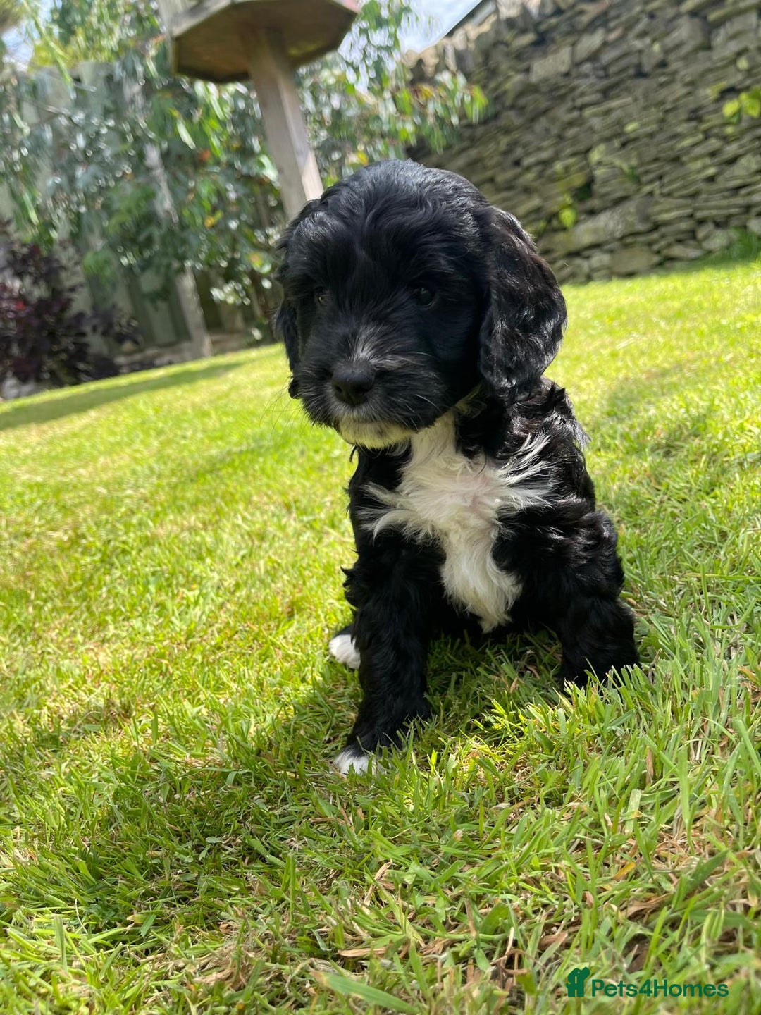 Cockapoo dogs for sale: Cockerpoo puppies  - Image 4
