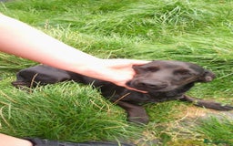 Patterjack dogs for sale: Puppy  - Image 7