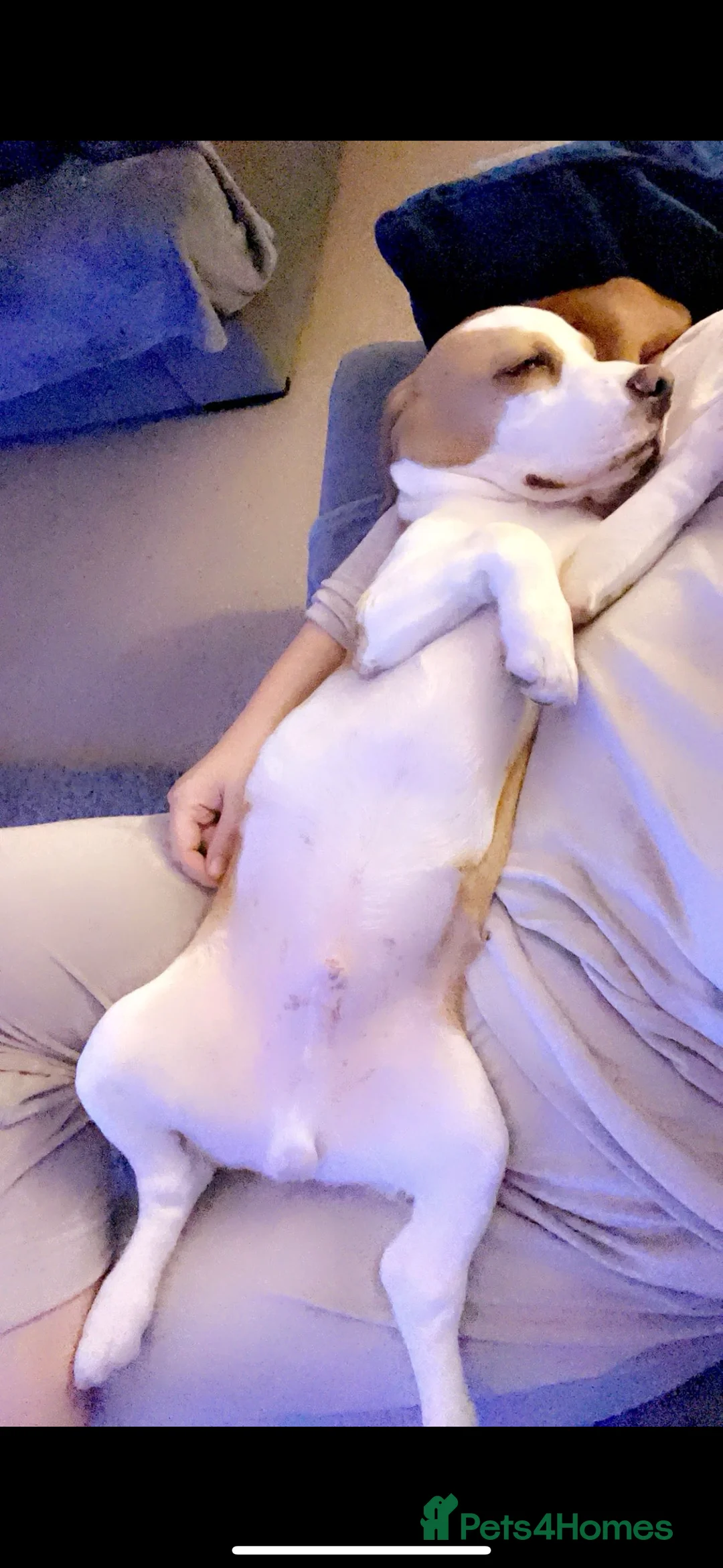 Beagle dogs for stud: White and Tan Beagle for Stud ONLY in Huddersfield - Advert 11