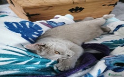 British Shorthair cats for sale: 4 Beautiful British short-hair Blue kittens  - Image 2