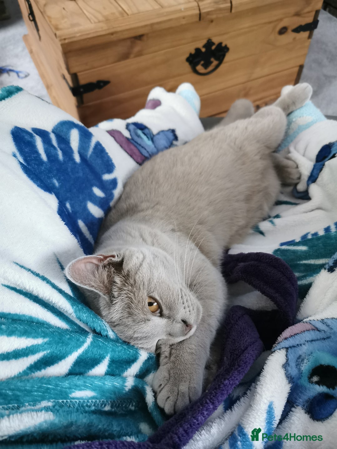 British Shorthair cats for sale: 4 Beautiful British short-hair Blue kittens  - Image 2