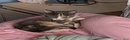 Mixed Breed cats for sale: Gorgeous kittens for sale  - Advert 14