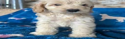 Cockapoo dogs for sale: Cockerpoo puppies - Advert 5