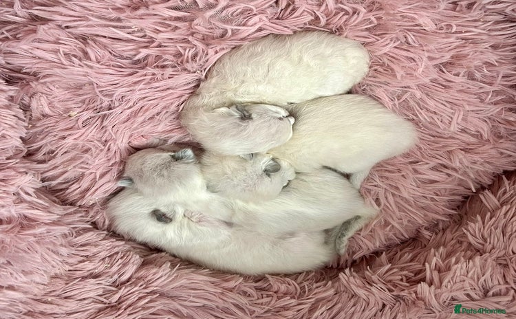 Ragdoll cats - Advert 1