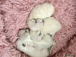 Ragdoll cats - Advert 5