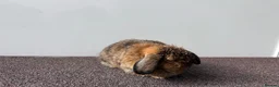 Mini Lop rabbits for sale: Adult Female Mini Lop - £80 - Four Marks, Alton - Advert 3