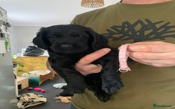 Cocker Spaniel dogs for sale: Working Cocker Spaniels - Image 15