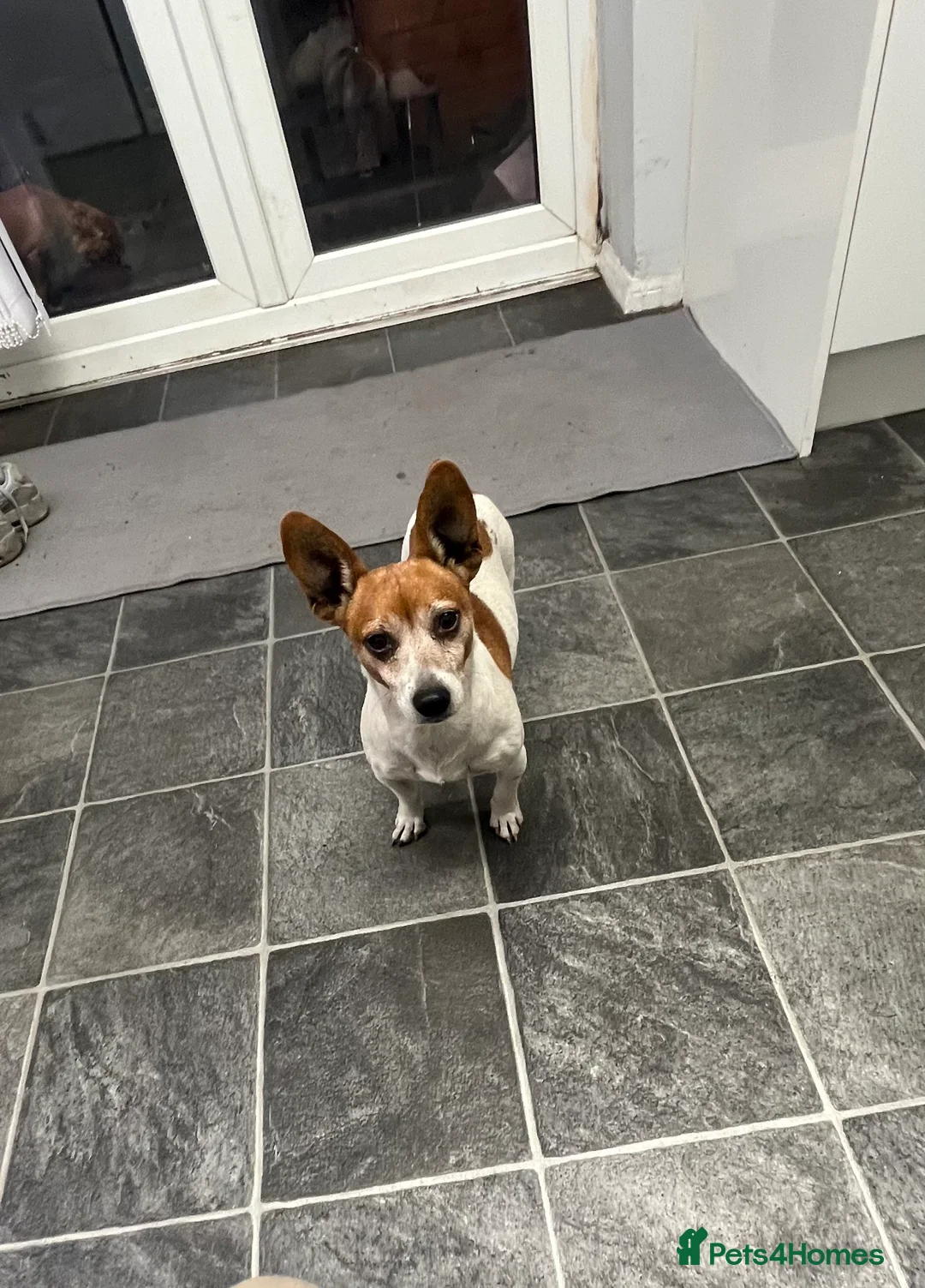 Jack Russell dogs for stud: Jack russell for stud in Houghton le Spring - Advert 1