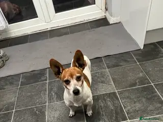 Jack Russell dogs Jack russell for stud - Advert 1