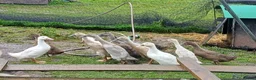 Ducks poultry for sale: various young ducks - Advert 1