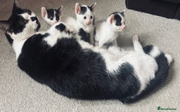 Mixed Breed cats for sale:  Beautiful Kittens For Sale !!! - Image 8