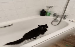 Domestic Shorthair cats for sale: Lola & Titch brother and sister  - Image 8